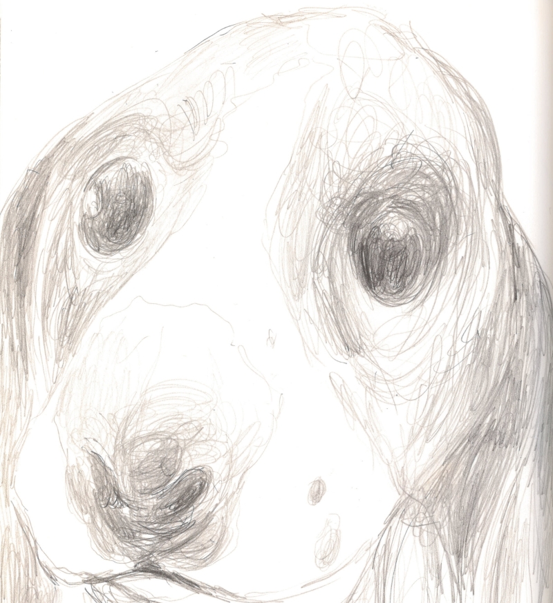 Bleistiftzeichnung eines Beagles der mit großen Augen den Betrachter anblickt