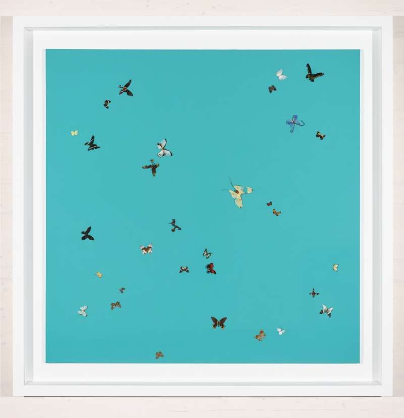 Bunte Schmetterlinge auf türkisfarbenem Hintergrund, in einem weißen Rahmen angeordnet.