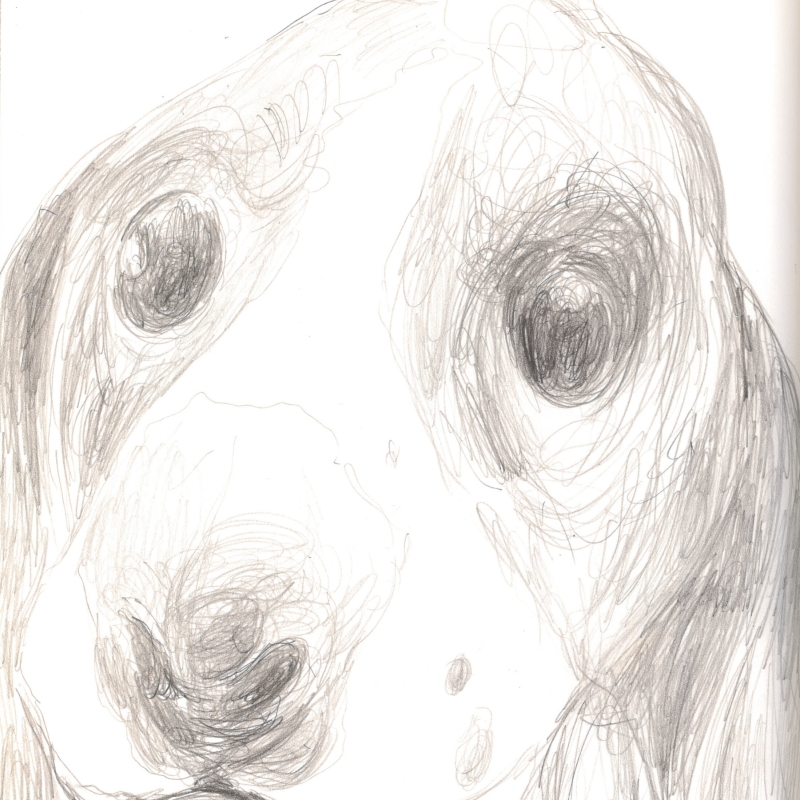 Bleistiftzeichnung eines Beagles der mit großen Augen den Betrachter anblickt