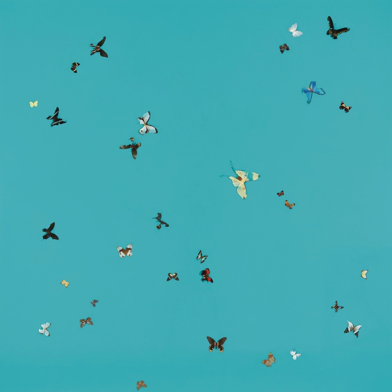 Colorful butterflies scattered against a bright turquoise background, showcasing various species and patterns.
